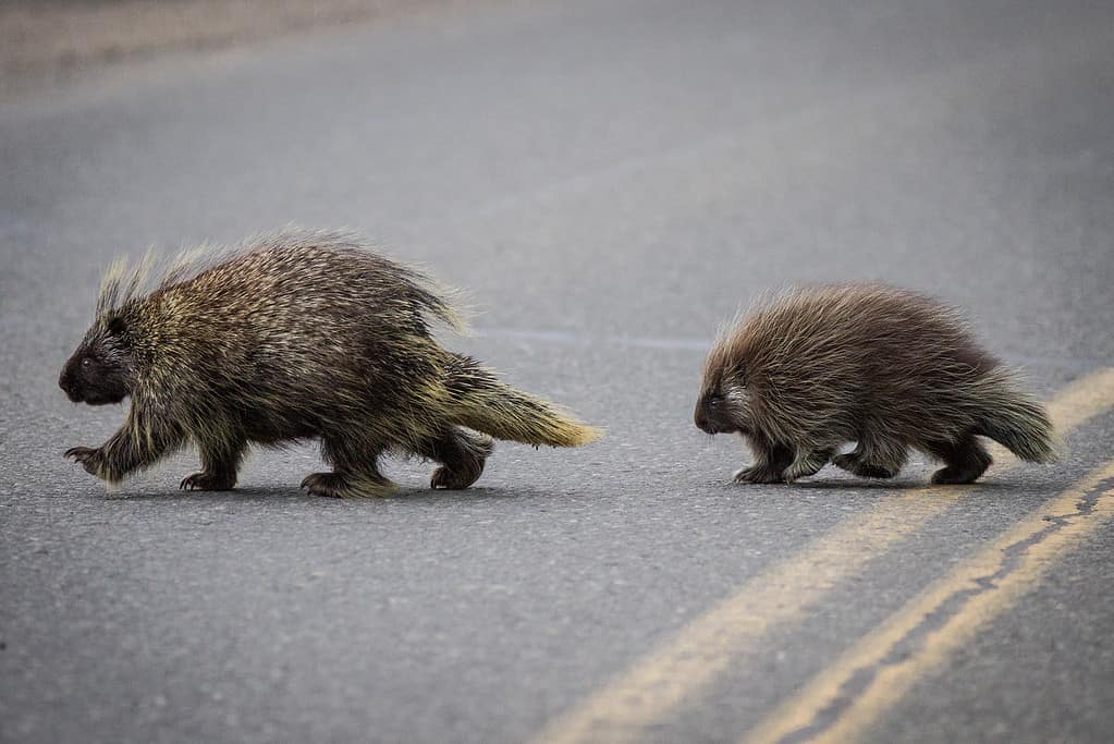 Porcupines crossing the road