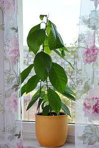 How to Grow Avocados Indoors: Easy-to-Follow Steps for Any Zone Picture