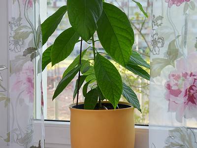 A How to Grow Avocados Indoors: Easy-to-Follow Steps for Any Zone