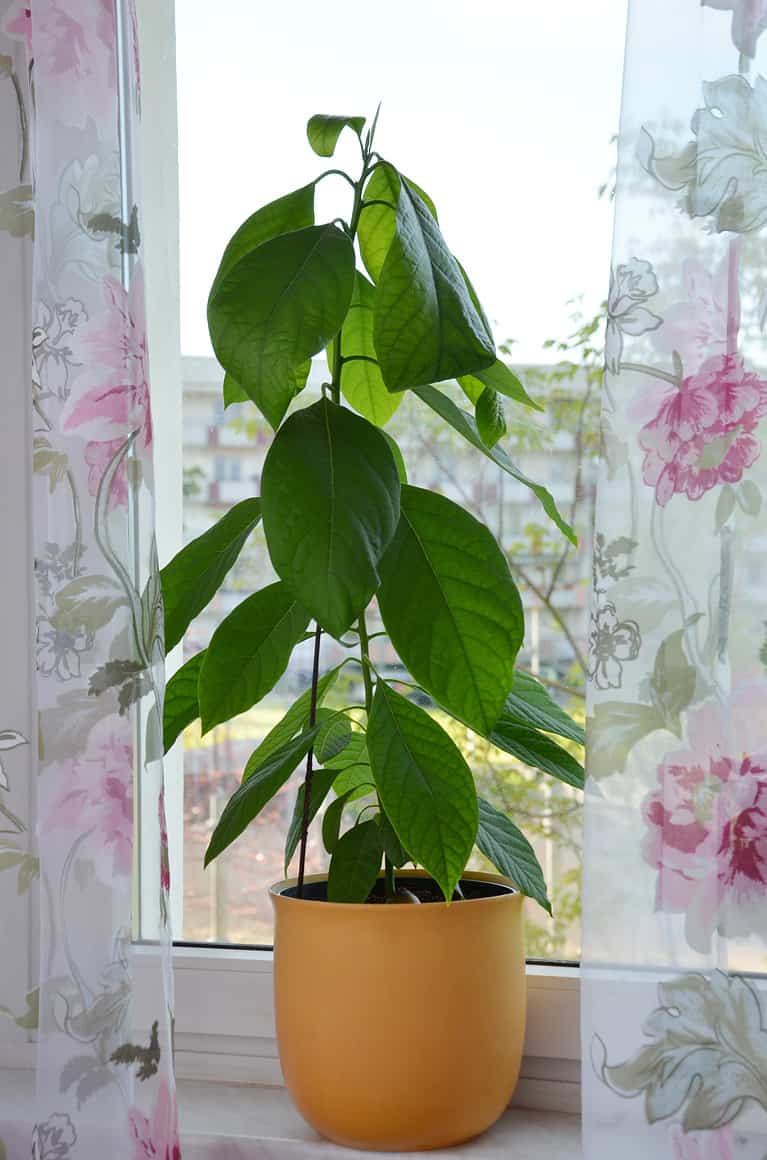 An avocado plant is visible center frame in a sunny window,. The plot is in a terracotta pot. The plant is probably about 2 feet tall with 20ish leaves. the leaves are spear-shaped and glossy green. Sheer white drapes with pink accents flank the plant.