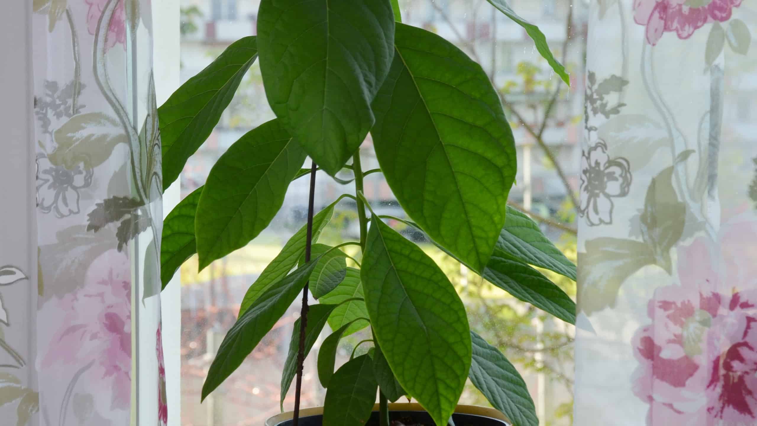 An avocado plant is visible center frame in a sunny window,. The plot is in a terracotta pot. The plant is probably about 2 feet tall with 20ish leaves. the leaves are spear-shaped and glossy green. Sheer white drapes with pink accents flank the plant.