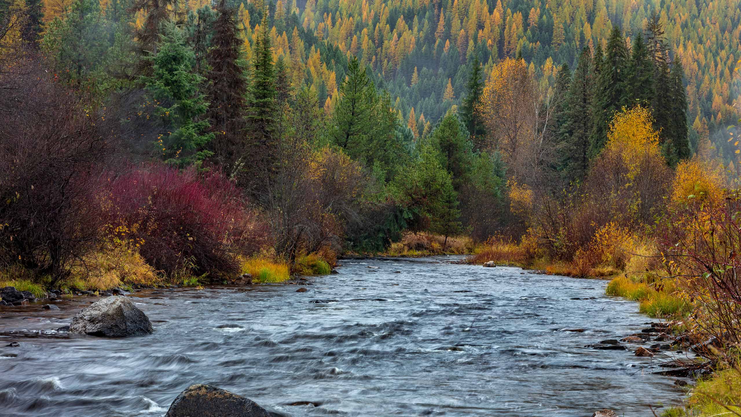 Discover When Leaves Change Color in Montana (and 5 Beautiful Places to ...