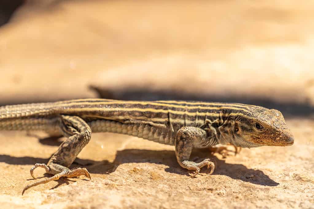 The New Mexico whiptail lizard (Cnemidophorus neomexicanus)