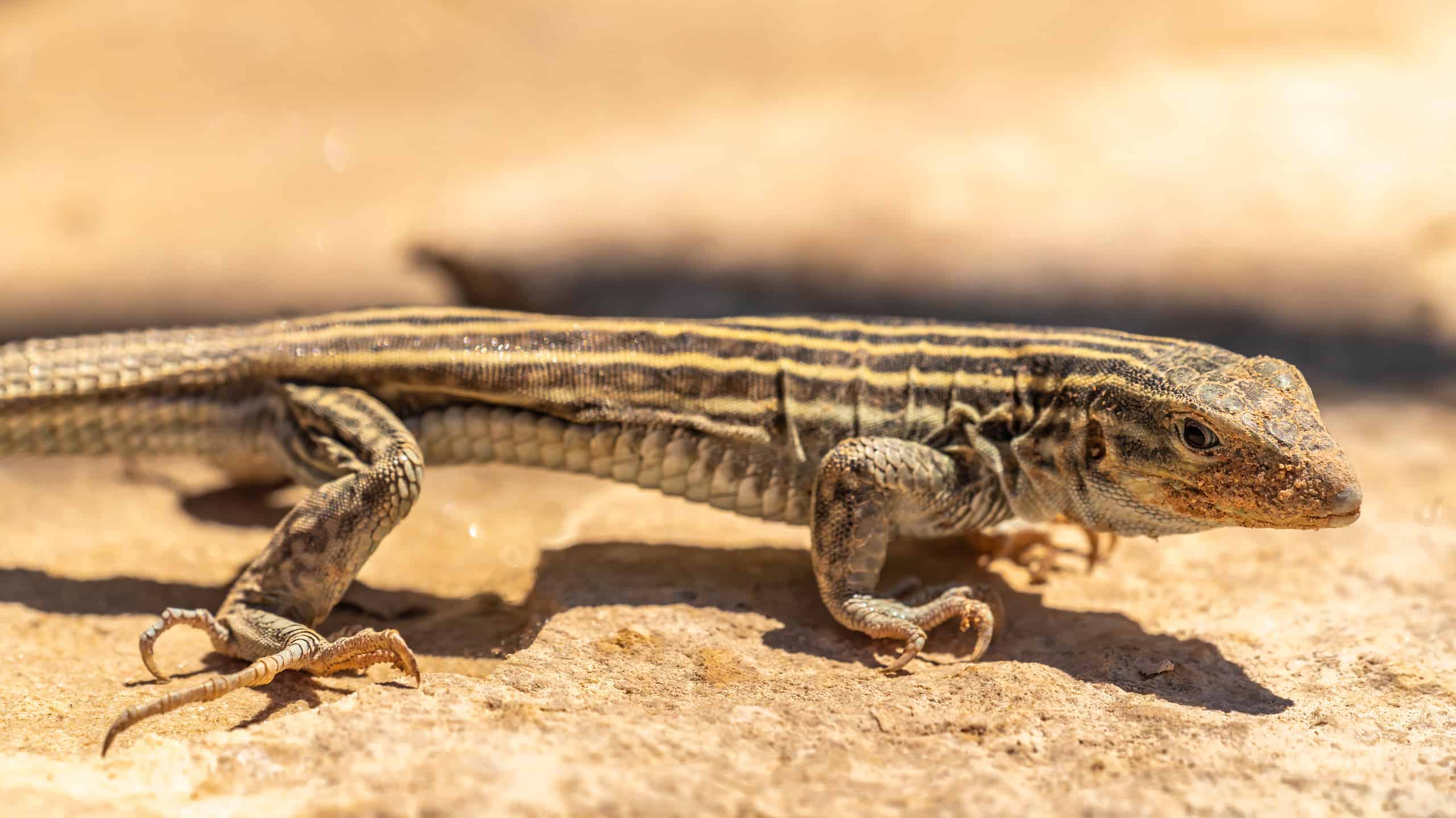 The New Mexico whiptail lizard (Cnemidophorus neomexicanus)