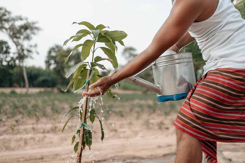photo of a brown-skinned person watering a newly planted mango sapling. The little tree is about three feet tall and has several green leaves