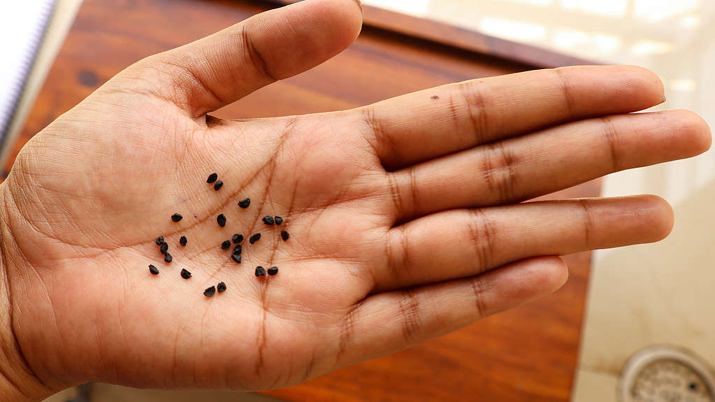 20ish very small onion seeds are visible in a light-skinned upturned palm. The seeds are black and oval shaped.