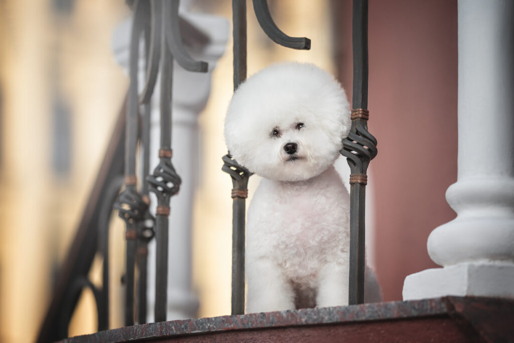 Bichon Frize with a beautiful haircut peeking out from behind a metal fence on stone steps and looking directly into the camera against the backdrop of a snowless sunset cityscape