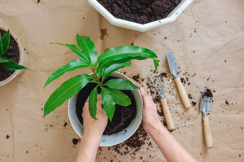 ransplanting or repotting a mango tree. Hands holding a room plant, a pot, soil, gardening set.