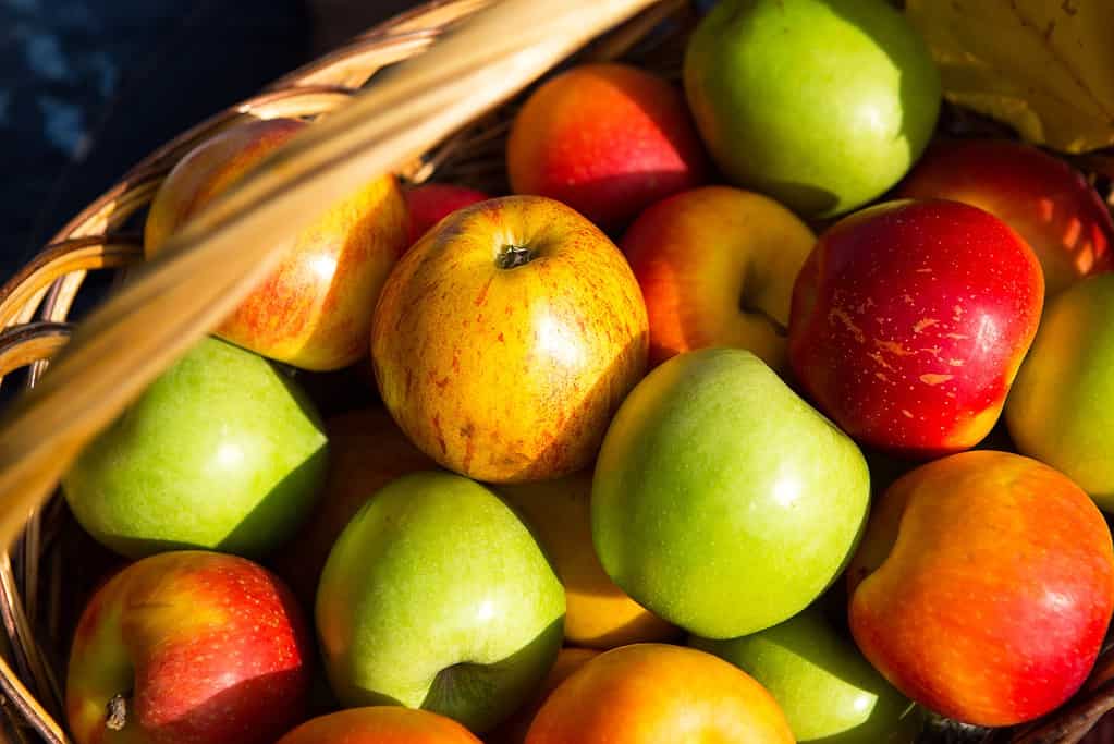 Fresh delicious natural apples different varieties in a basket close - up - yellow, green, red. 