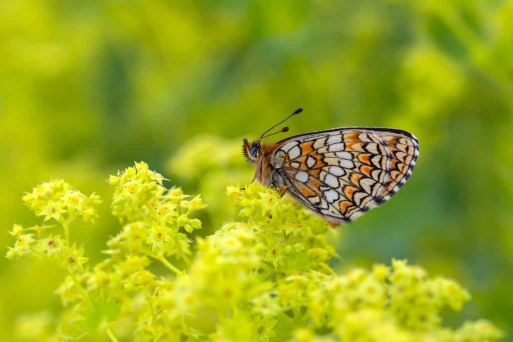 Alchemilla mollis or lady's mantle with a butterfly perched on top of its yellow flowers.