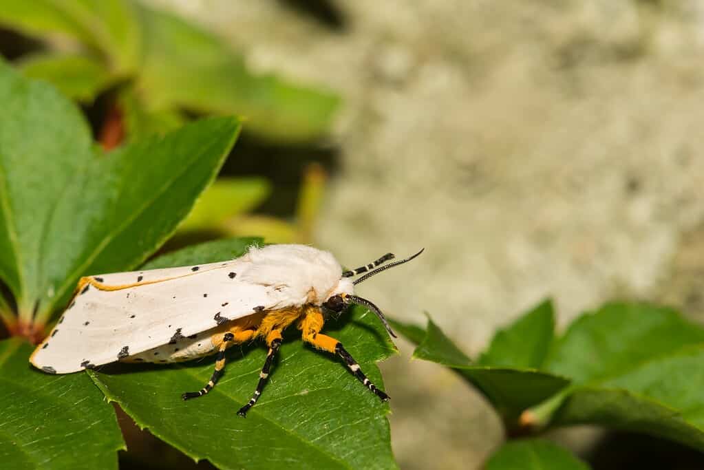 11. Salt Marsh Moth (Estigmene Acrea)