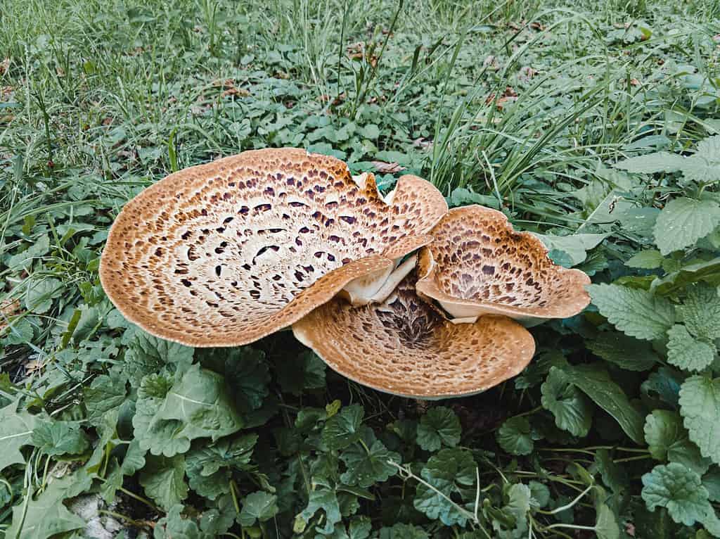 Cerioporus squamosus Dryad's saddle pheasant's back mushroom