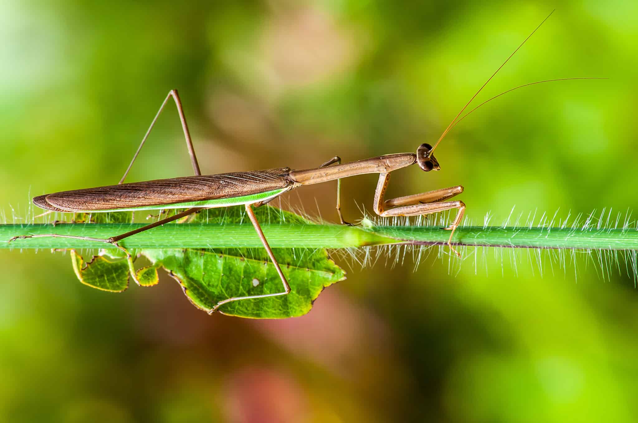 the complete list of every official us state insect