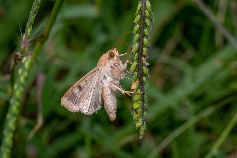Corn earworm moth
