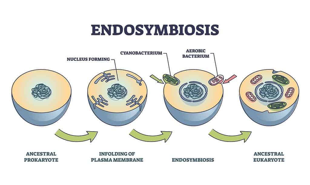 Illustration Detailing Endosymbiosis