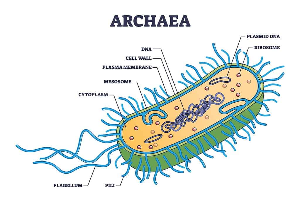 Illustration of Archaea Cell