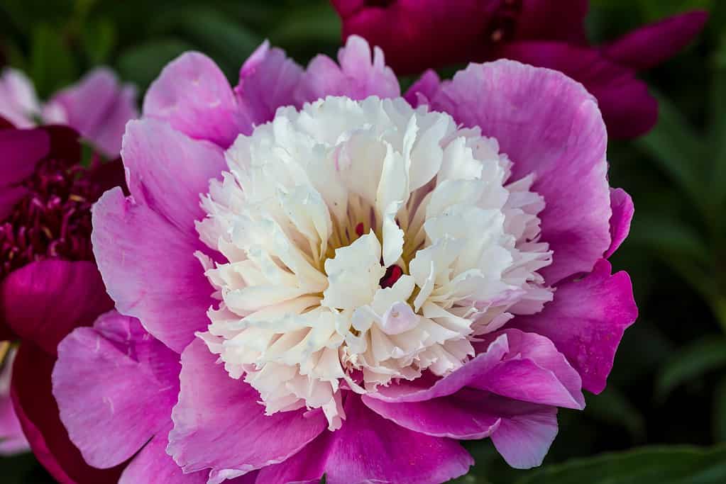 Flower semi-double candy pink japanese peony Cora Stubbs , blooming paeonia lactiflora in summer garden on natural blurred green background, closeup