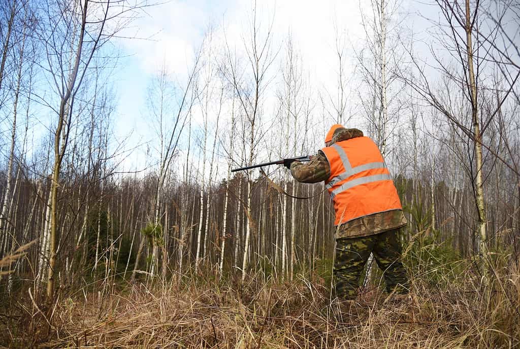 A wild hog hunter holds a rifle and stands in front of a field looking for his quarry. He is an expert in the field, using advanced tracking techniques to bag his game. 