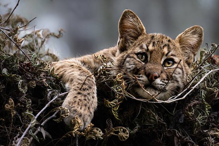 Young Bobcat Kitten in Tree Eyes Open