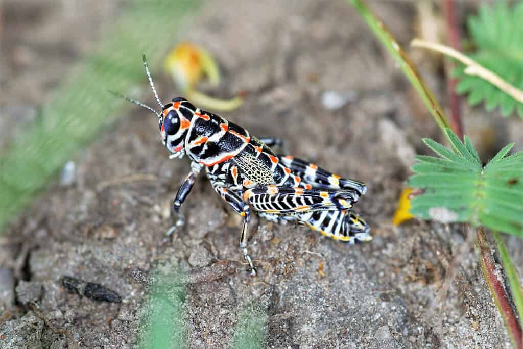 Dactylotum bicolor, rainbow grasshopper