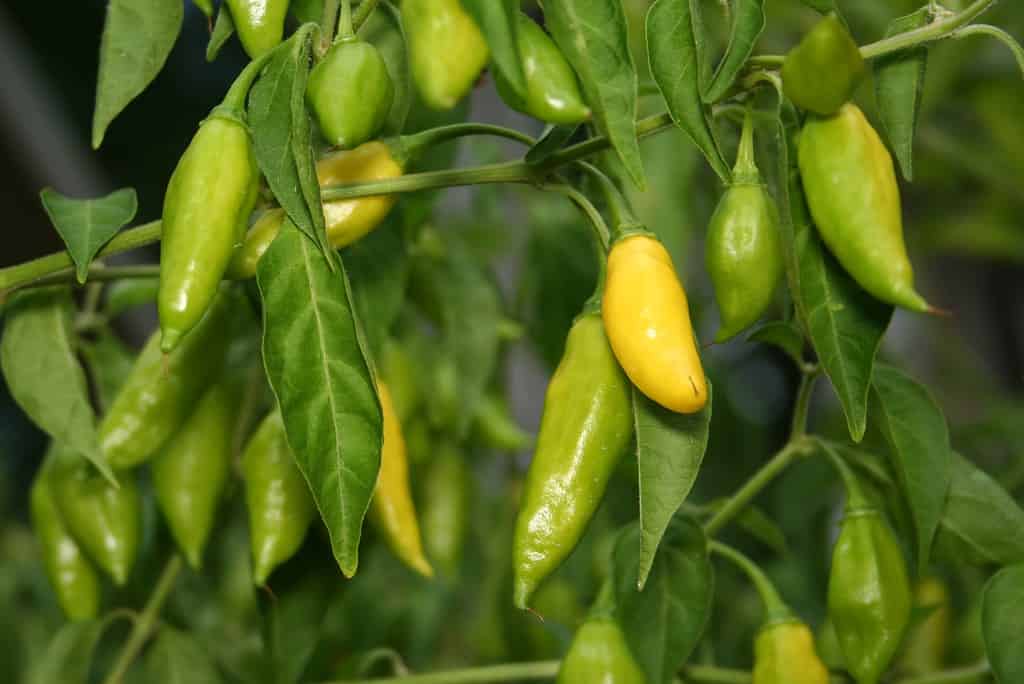 Lemon drop peppers