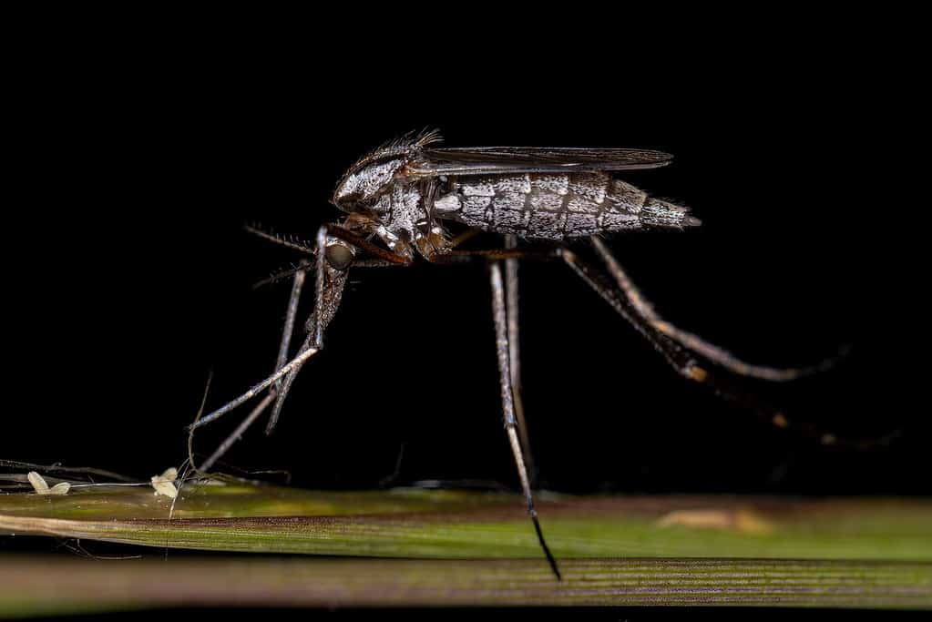 Psorophora ciliata - Mosquitoes in Florida