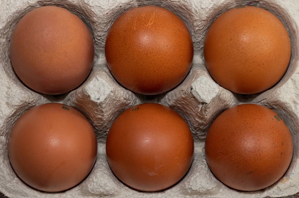 Deep chocolate brown eggs of the Marans chicken.
