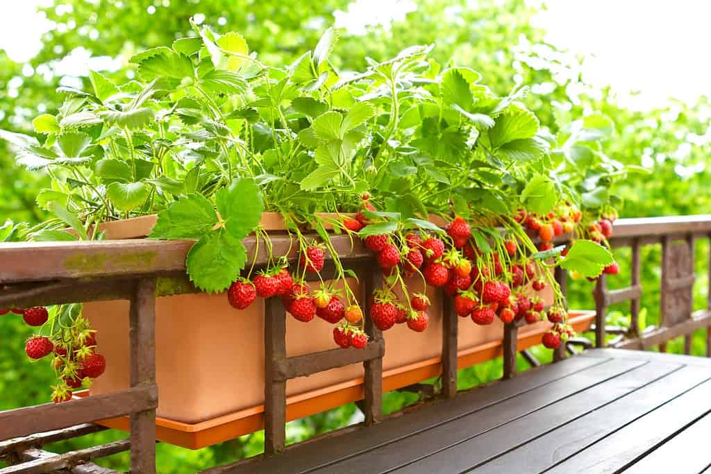 Strawberry plants with lots of ripe red strawberries in a balcony railing planter, apartment or urban gardening concept.