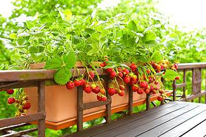 How to Grow Strawberries in a Pot: Your Complete Guide Picture