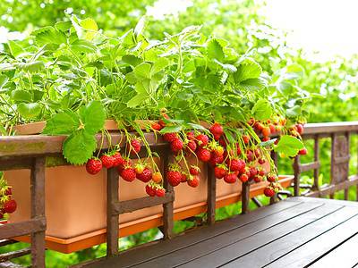 A How to Grow Strawberries in a Pot: Your Complete Guide