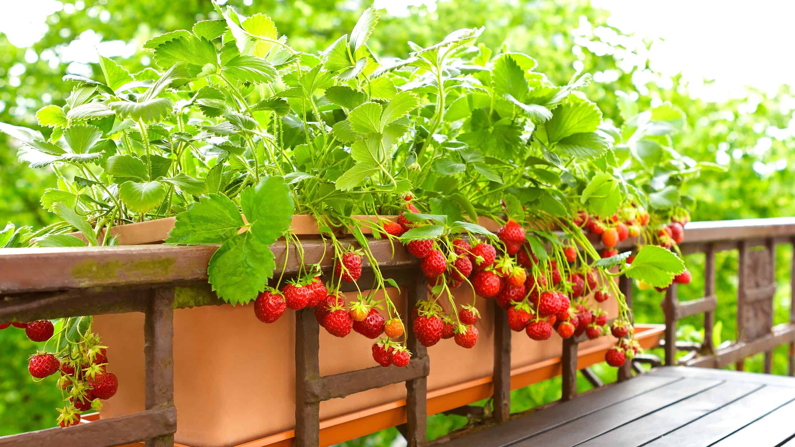 Strawberry plants with lots of ripe red strawberries in a balcony railing planter, apartment or urban gardening concept.