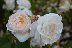 Discover 5 Beautiful Roses You Can Grow in Wyoming Picture