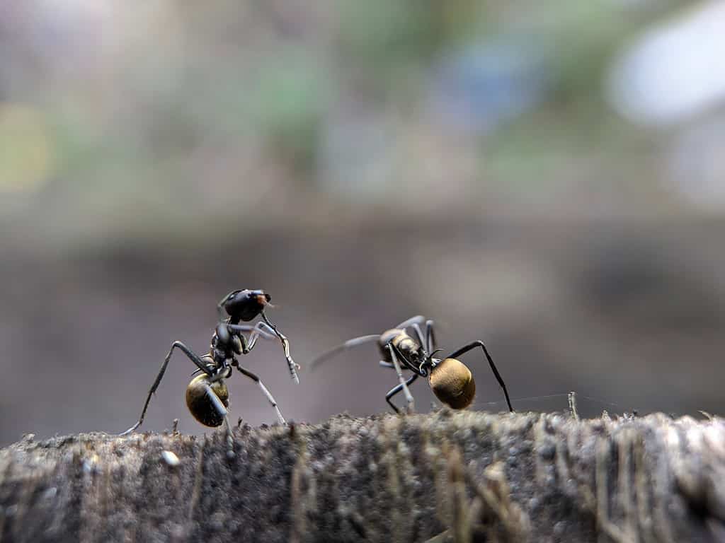 Odorous house ants together