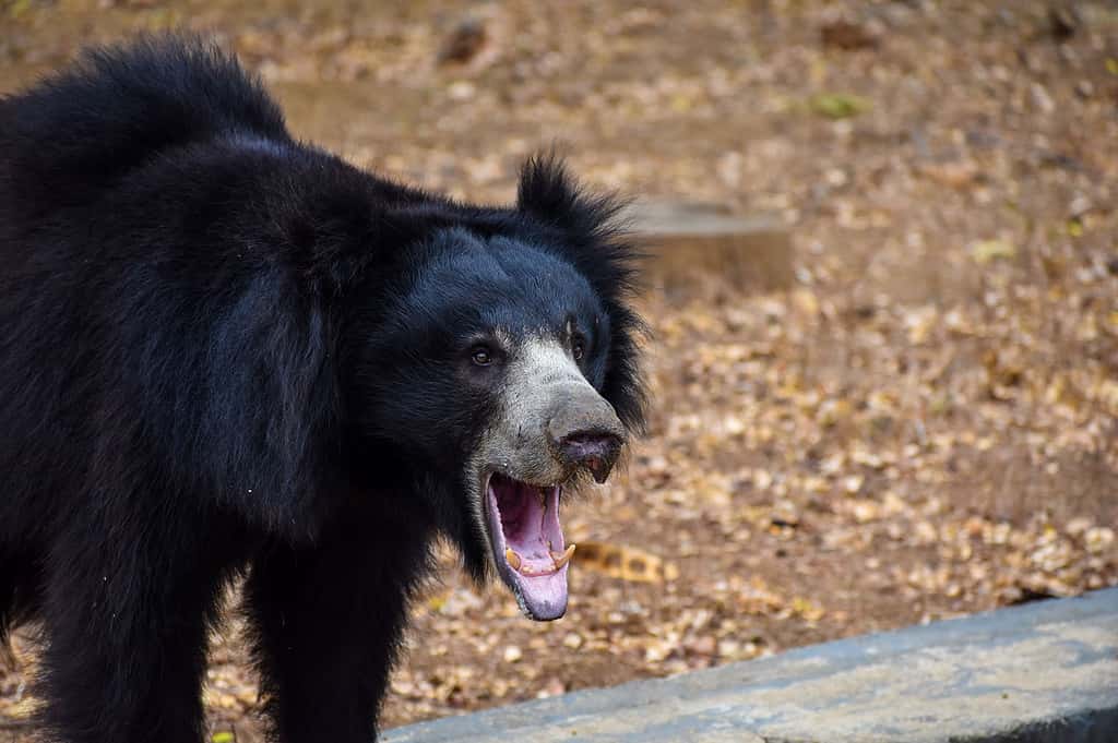 4. Black Bear
