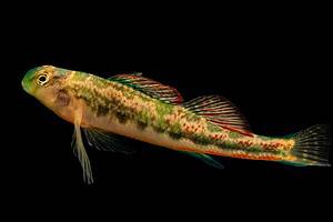 Explore 12 Fish That Start with D (Common Names) Picture