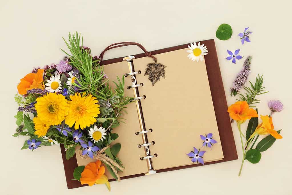 Old leather notebook with open blank pages for garden planner or botanical nature study with herbs and flowers used in natural alternative plant remedies. Flat lay, on cream, copy space.