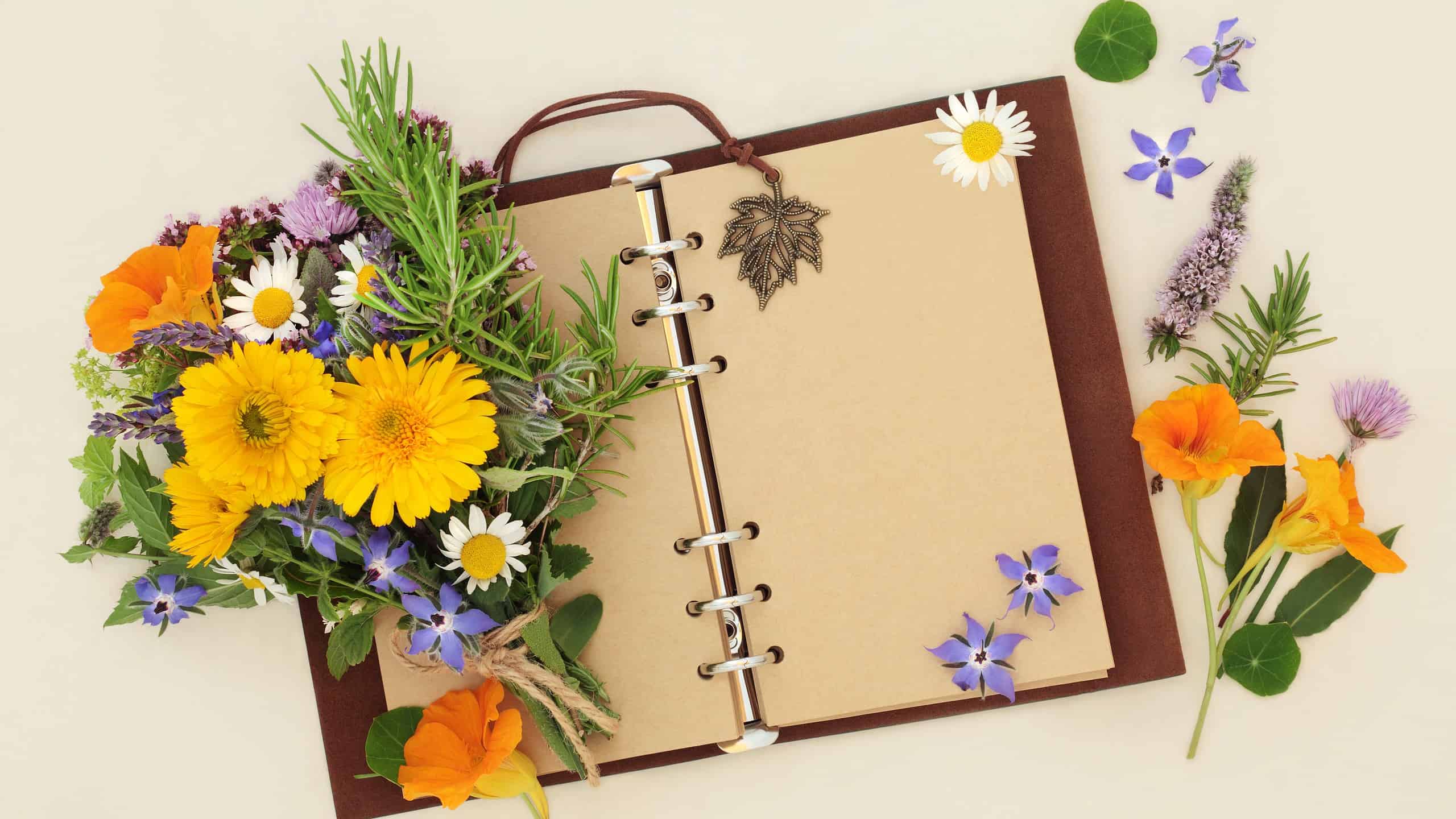 Old leather notebook with open blank pages for garden planner or botanical nature study with herbs and flowers used in natural alternative plant remedies. Flat lay, on cream, copy space.