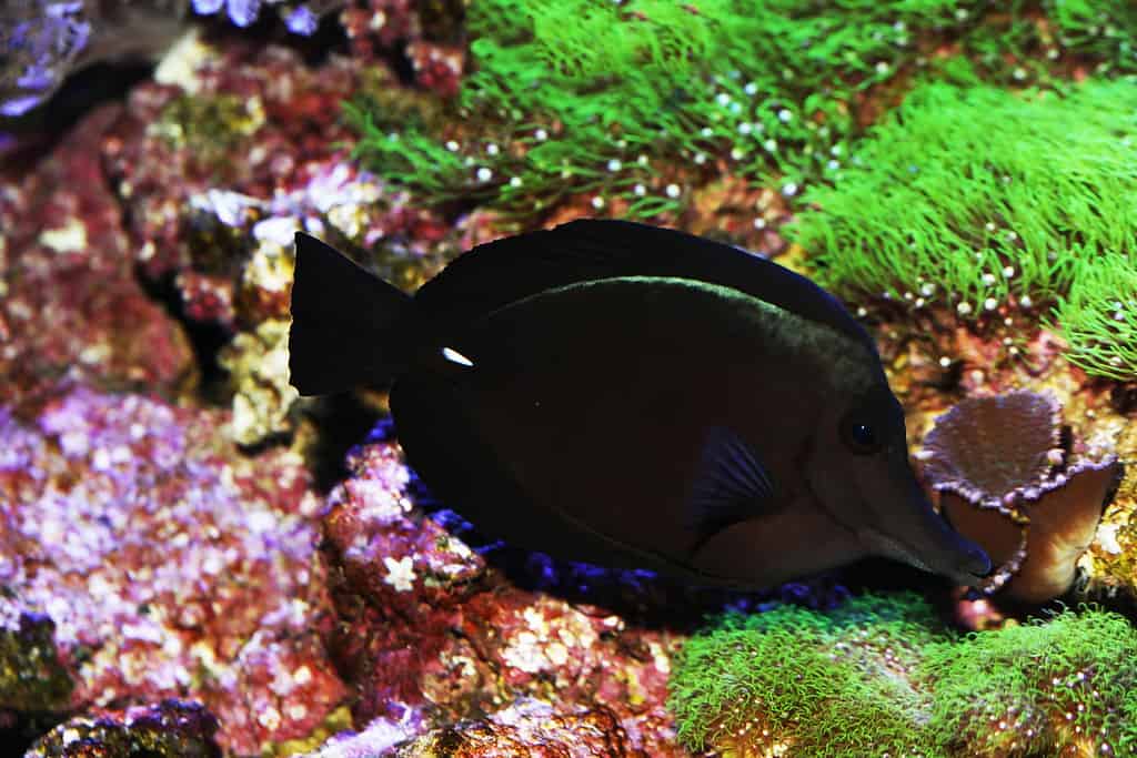 Black tang, Zebrasoma rostratum, fish