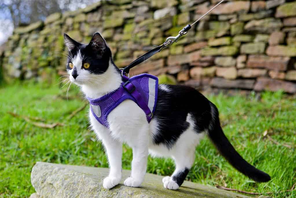 A harness allows your kitty to explore the outdoors