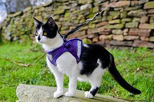 How to Harness Train Your Cat: A Step-by-Step Guide and Tips Picture