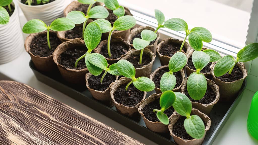 Rows of pumpkin seedlings in peat pots on a windowsill at home, top view, selective focus. Spring landing, cotyledon leaves, natural gardening, eco, plant care, organic product, family tradition