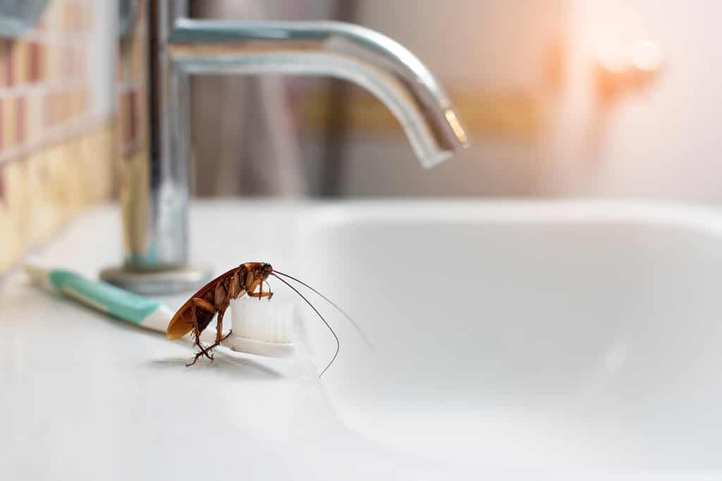 bathroom bug