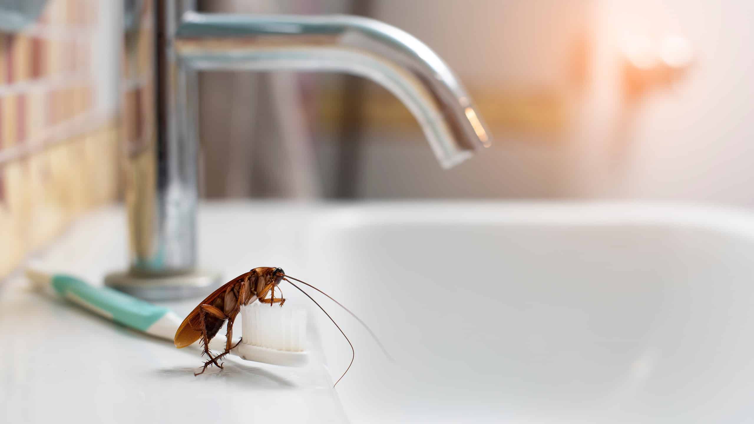 How to Get Rid of Tiny Brown Bugs in Bathroom  