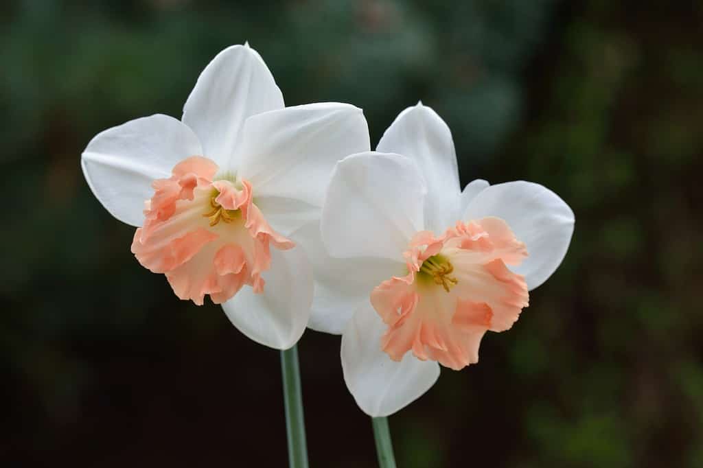 'Precocious' Large-Cupped Daffodil Division 2