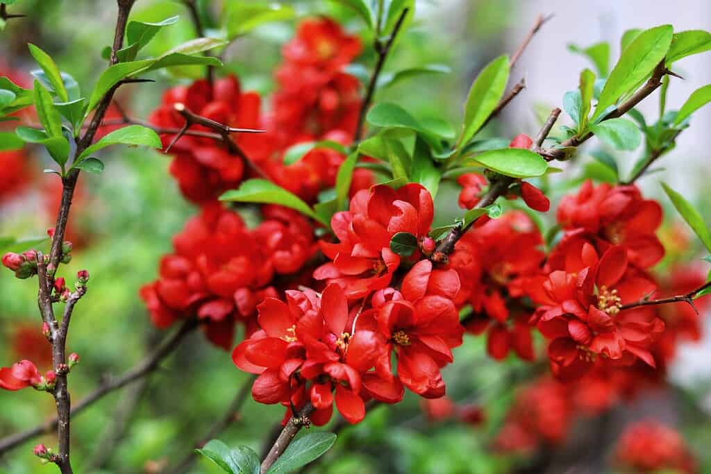 A closeup of the bright red flowers of Chaenomeles speciosa or the quince bonsai tree.