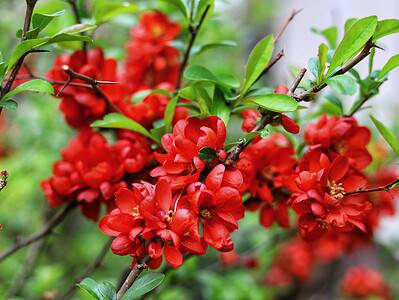 A Discover the 10 Best Shrubs to Plant in Ohio (From Flowering to Evergreen!)