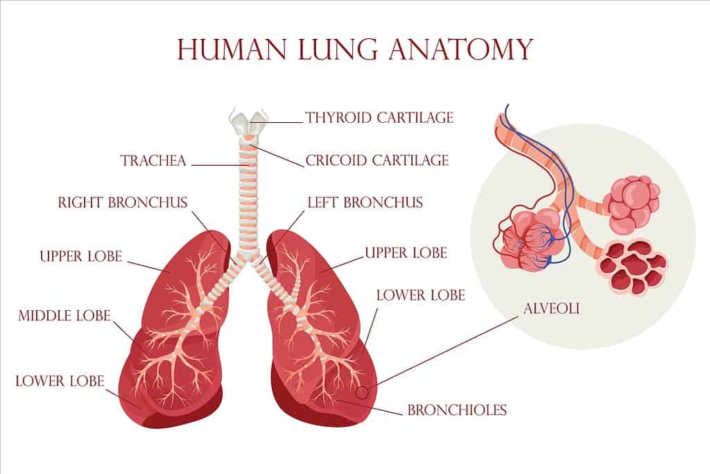 Human lung anatomy