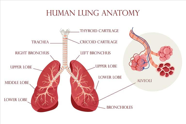Human lung anatomy