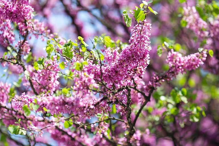 Cercis siliquastrum or the Judas tree with bright pink-purple flowers.