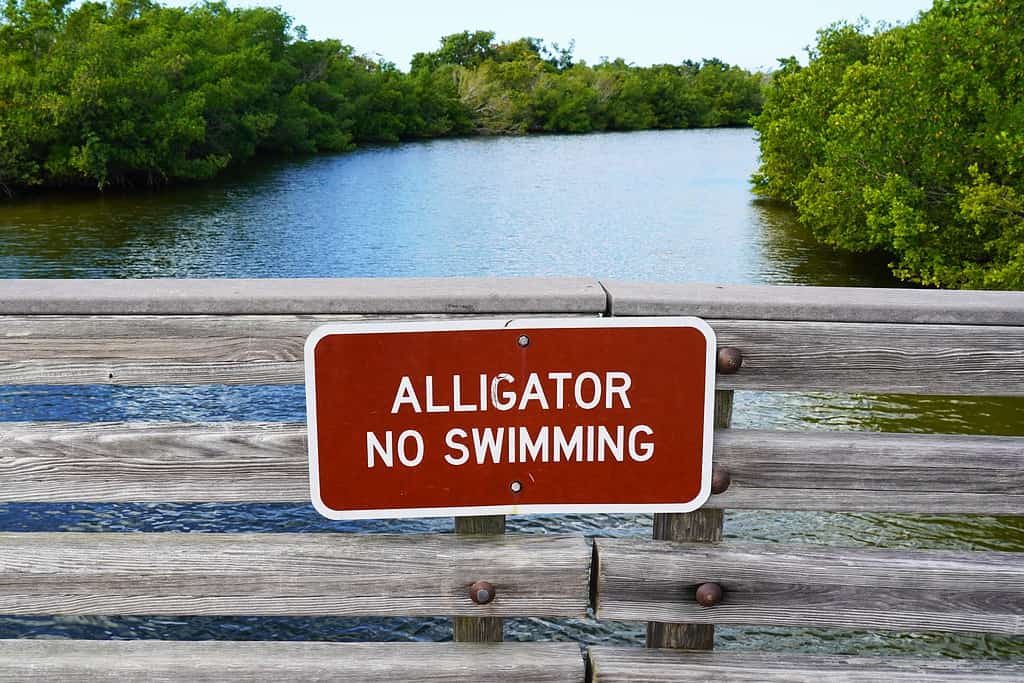 alligator warning sign